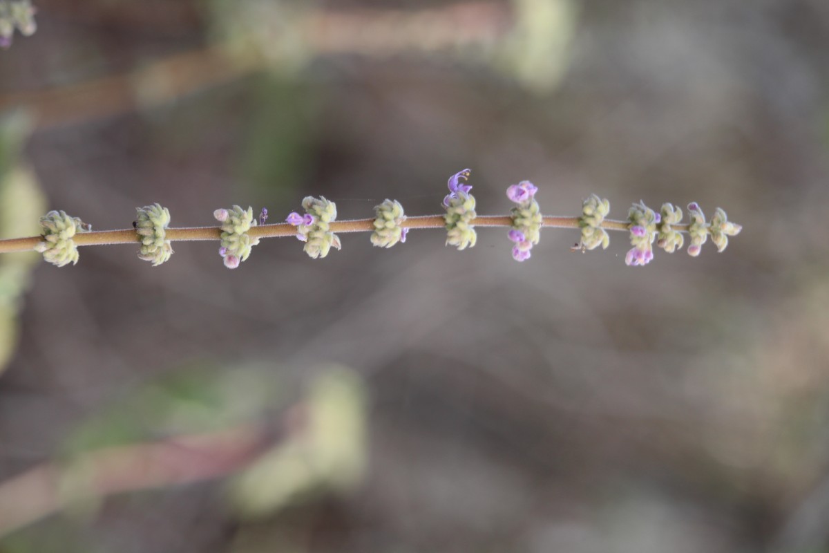 Coleus amboinicus Lour.